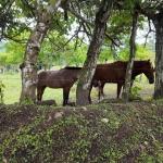 72ha agrotourism farm near panama-costarica border