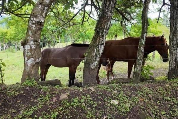 72ha agrotourism farm near panama-costarica border