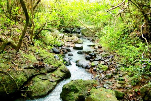 Ocean-view riverfront land-40.66 ha in san carlos