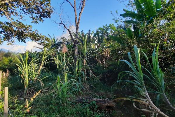Finca productiva de 20.55 hectáreas con agua viva y excelente ubicación