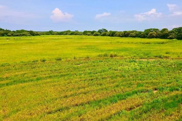 Operating rice farm for sale