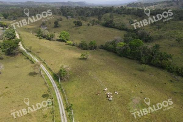 Finca en nuevo san juan , colón , 250 ha