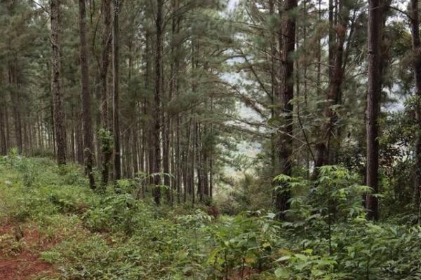 22 hectares within altos del maria with views