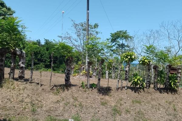 Terreno 69 hectareas en puerto armuelles, limones oportunidad de inversión