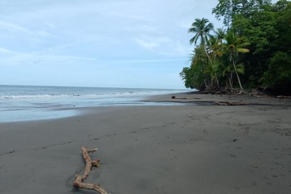 Land 172 acres in puerto armuelles, limones io