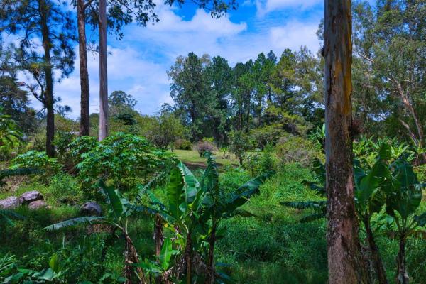 Land with a natural creek