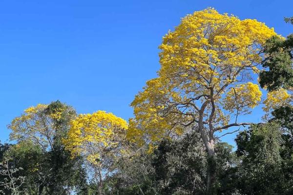 Oportunidad de inversión ultra rara en el canal de panamá
