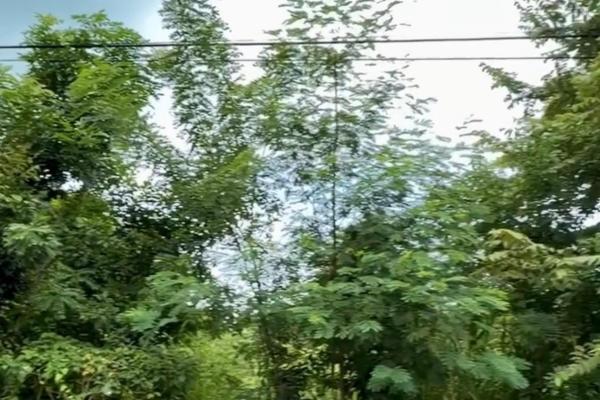 Land for sale 1 in gorgona