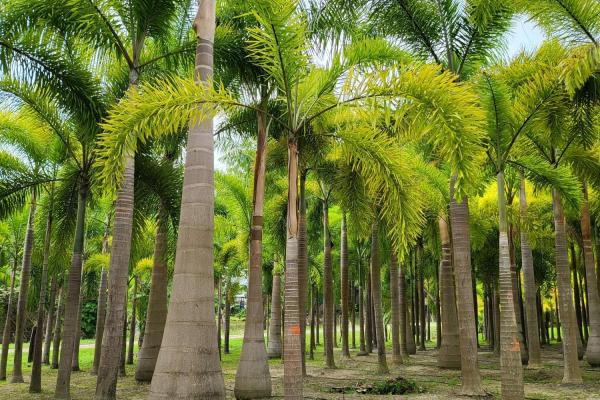 Se vende casa con plantación en nueva gorgona, chame