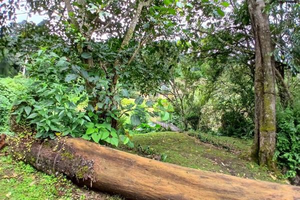 Beautiful park property in high-altitude location