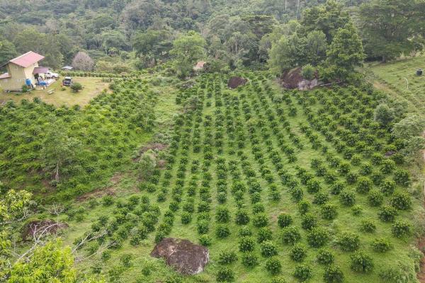 Coffee farm for sale in el cascajal, la pintada