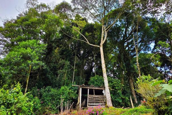 Finca agrícola en venta – cerro punta, chiriquí