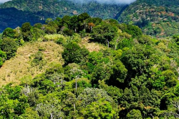 Finca cafetalera en venta en potrerillos arriba