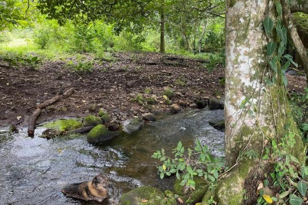 Three plots of land for sale near dolega, boquete