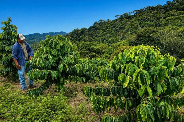 Coffee farm for sale in el cascajal, la pintada