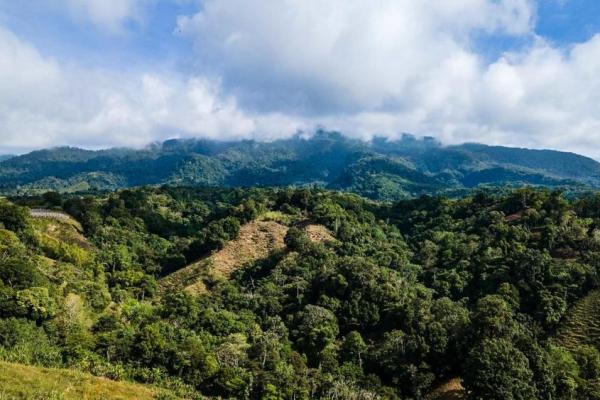 Finca cafetalera en venta en potrerillos arriba