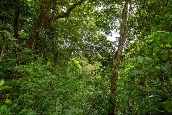 Terreno panorámico en boquete, panamá