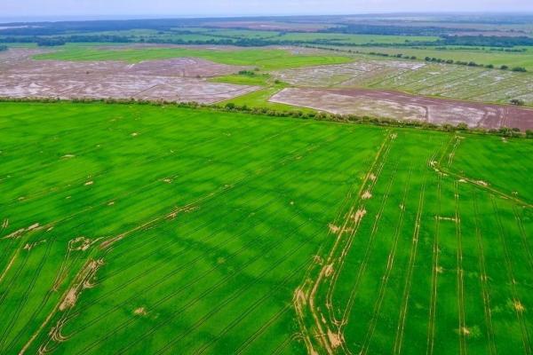 Operating rice farm for sale