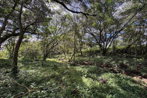 Spacious 9,229 m² flat lot in alto boquete