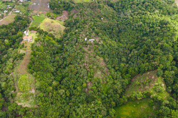 Finca cafetalera en venta en potrerillos arriba