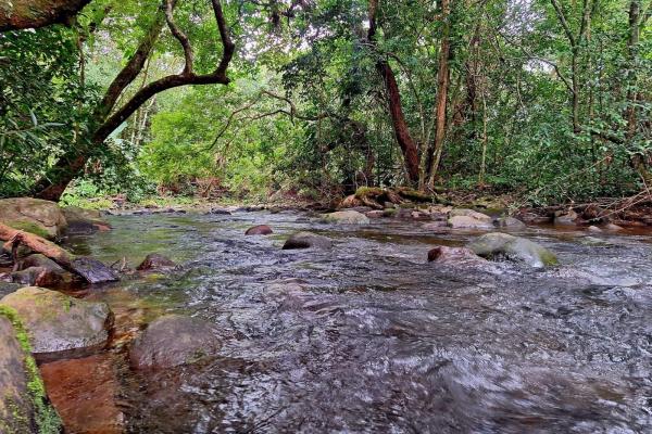 Propiedad de 3 acres frente al río con casa de huespedes