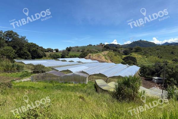 Venta de finca agroindustrial en volcan