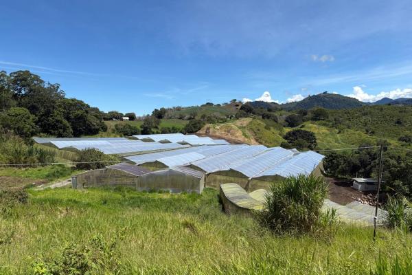 Venta de finca agroindustrial en volcan