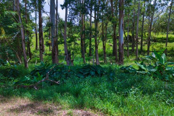Land with a natural creek
