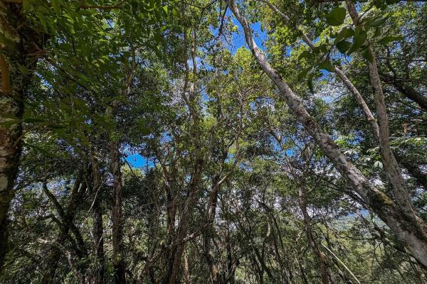 7,843 m² lot for sale in volcancito arriba