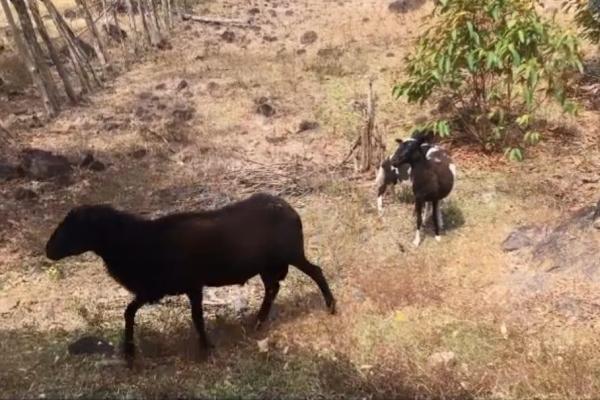 Finca de desarrollo de 26 hectáreas con vistas al océano y a la montaña.
