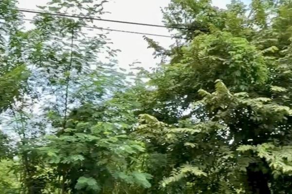 Land for sale 1 in gorgona