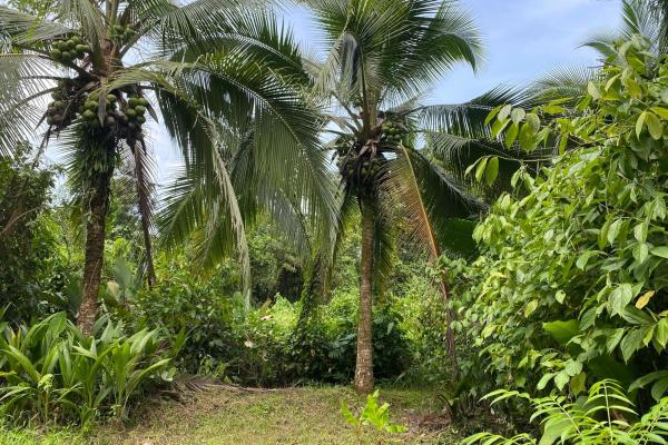 3 hectares of caribbean oceanfront
