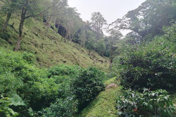 Award winner coffee farm