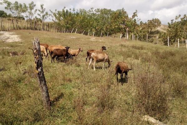 Finca de desarrollo de 26 hectáreas con vistas al océano y a la montaña.