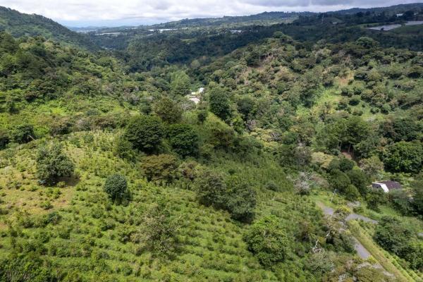 12 plus - ha producing coffee farm in boquete