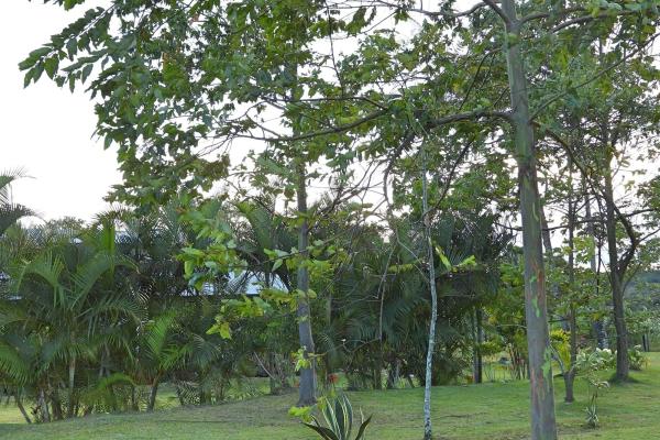 Finca campestre con múltiples edificaciones en palmira