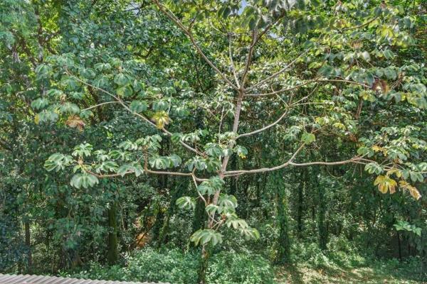Casa nueva en la jungla en venta en torio