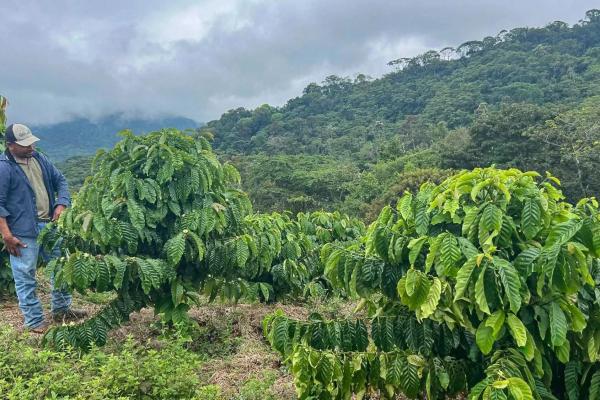 Coffee farm for sale in el cascajal, la pintada