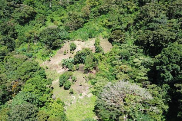 Finca de café en venta – los naranjos, boquete