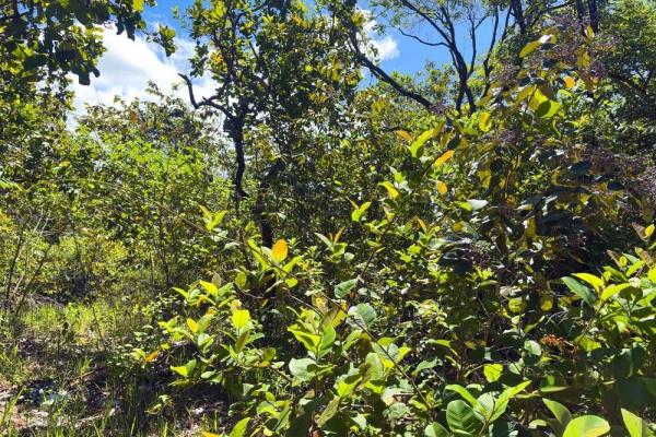 Spacious 59,086 m² land in síndigo, caldera