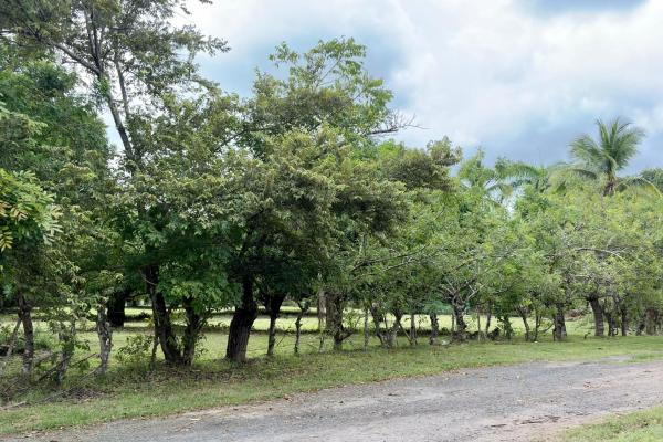 Venta de terreno en gorgona