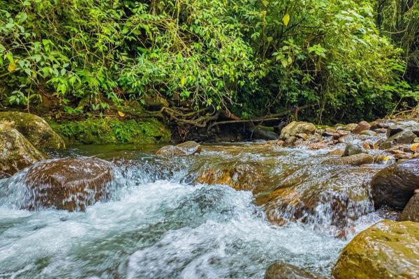 Land with natural forest and mountain views