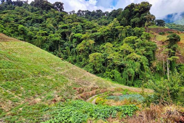 Finca agrícola en venta – cerro punta, chiriquí