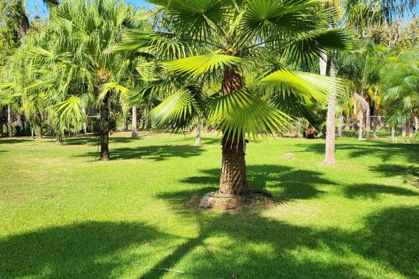 Se vende casa con plantación en nueva gorgona, chame