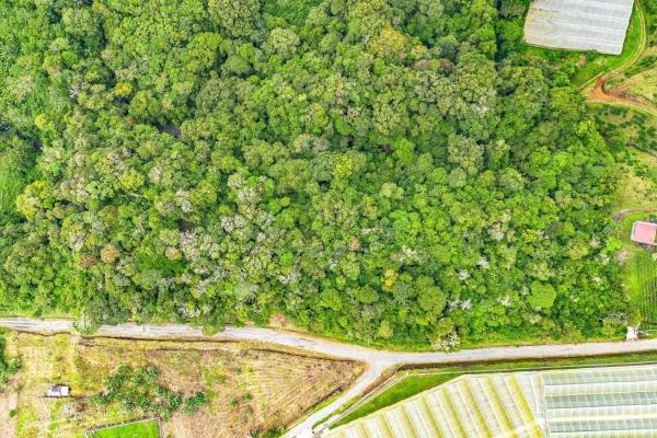 Land with natural forest and mountain views
