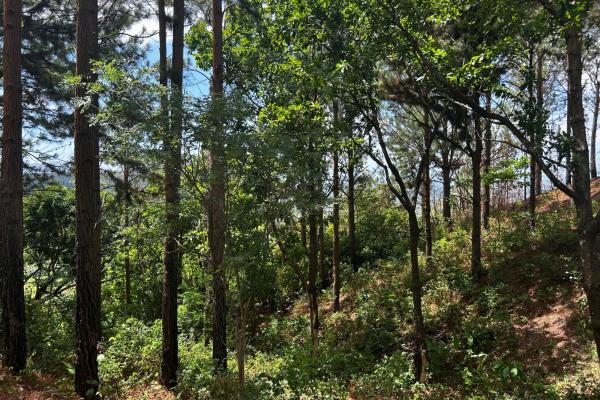 10ha estate in sorá with forest & waterfall!