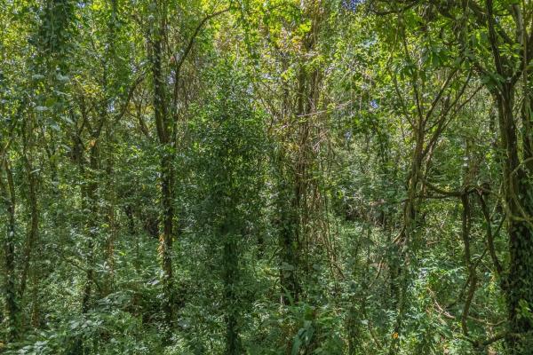 Casa nueva en la jungla en venta en torio