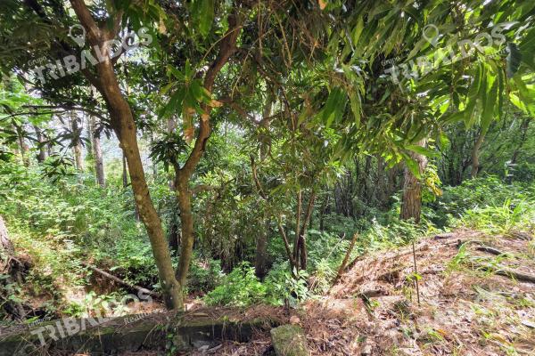Venta de terreno en sora bejuco