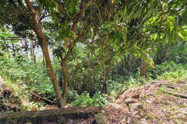 Venta de terreno en sora bejuco