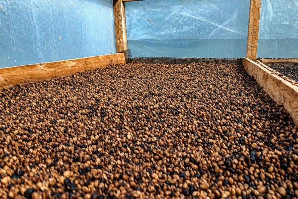 Coffee farm for sale in el cascajal, la pintada